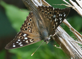 Hackberry Emperor